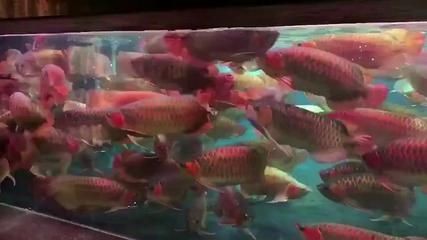 龍魚有什么特點和品質和精神：龍魚具有吉祥如意的象征意義，具有吉祥如意的象征意義