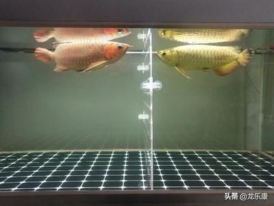 養龍魚用多少k的燈（養龍魚時如何選擇燈光色溫）