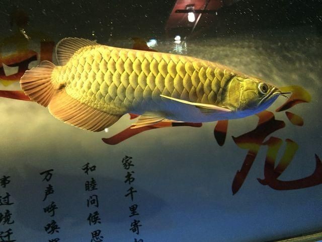 金龍魚不游：金龍魚不愛游動(dòng)可能由多種原因引起金龍魚不愛游動(dòng)