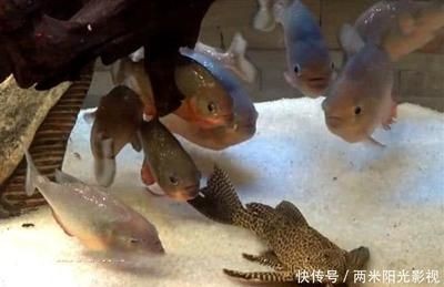 餐廳金龍魚裝飾畫怎么掛的：擦魚缸時，龍魚的恐懼反應是正常現(xiàn)象 餐廳金龍魚裝飾畫怎么掛的：擦魚缸時，龍魚的恐懼反應是正常現(xiàn)象 龍魚百科 第3張