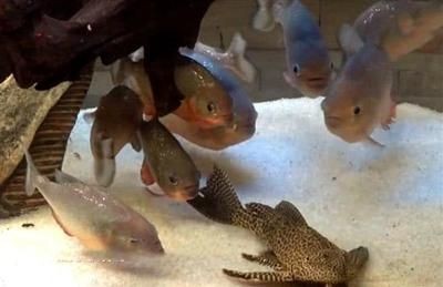 餐廳金龍魚裝飾畫怎么掛的：擦魚缸時，龍魚的恐懼反應是正常現(xiàn)象 餐廳金龍魚裝飾畫怎么掛的：擦魚缸時，龍魚的恐懼反應是正常現(xiàn)象 龍魚百科 第1張