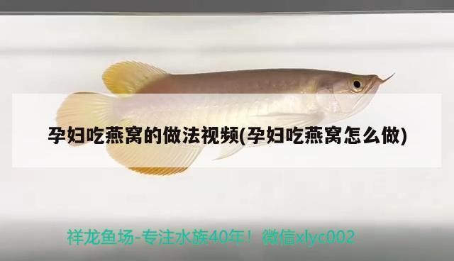 印尼虎魚多少溫度飼養最好:印尼虎魚多少溫度飼養最好印尼虎魚多少溫度飼養最好 長安紅霄水族館(長安紅霄水族館電話) 全國水族館企業名錄 長安紅霄水族館(長安紅霄水族館電話) 長安紅霄水族館(長安紅霄水族館電話) 全國水族館企業名錄