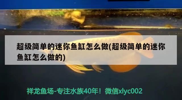 和平縣山水蘭花水族專營店 和平縣山水蘭花水族專營店 全國水族館企業名錄 第3張