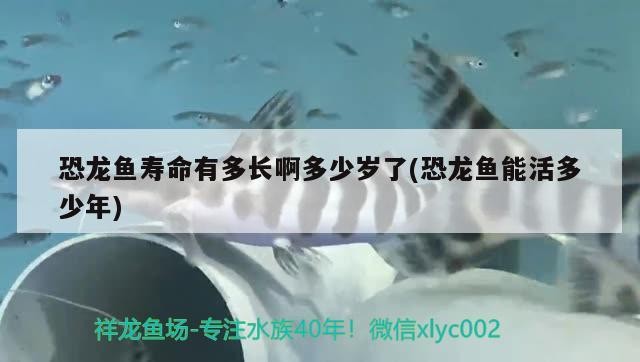和平縣山水蘭花水族專營店 和平縣山水蘭花水族專營店 全國水族館企業名錄 第1張