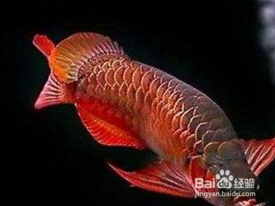 龍魚(yú)掉眼的原因和簡(jiǎn)單治療辦法：如何判斷龍魚(yú)是否掉眼