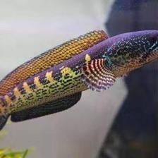 奶茶雷龍配魚：奶茶雷龍魚可以與其他魚類混養(yǎng)嗎？ 奶茶雷龍配魚：奶茶雷龍魚可以與其他魚類混養(yǎng)嗎？ 龍魚百科 第1張