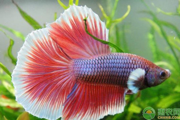 峰峰礦區新市區愛魚水族器械門市（峰峰礦區哪里有賣魚缸的）