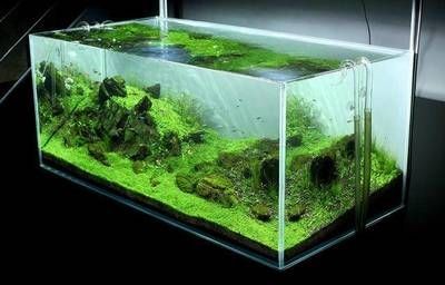 龜紋石的自然分布與采集龜紋石的自然分布與采集龜紋石的自然分布：龜紋石在魚缸造景中的應用 龜紋石的自然分布與采集龜紋石的自然分布與采集龜紋石的自然分布：龜紋石在魚缸造景中的應用 魚缸百科 第3張