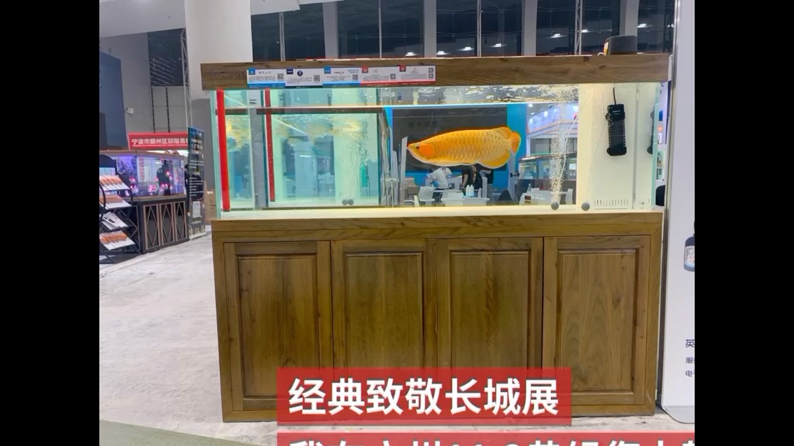 你會選擇什么樣的水族產品？