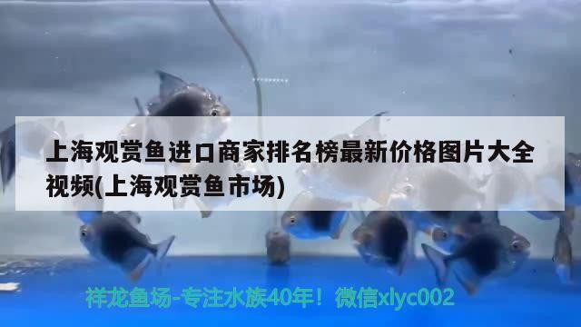 <strong><mark>泰安</mark></strong>市岱岳區粥店鳳江觀賞魚銷售中心