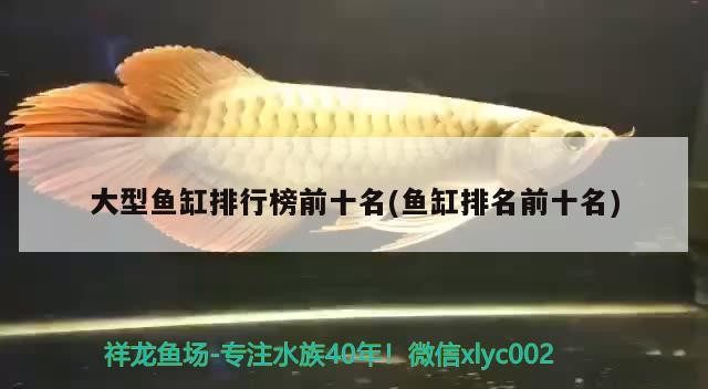 泰安市岱岳區粥店鳳江觀賞魚銷售中心