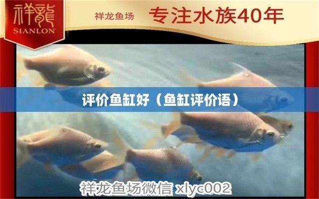 夸魚缸漂亮怎么說：如何挑選高品質魚缸