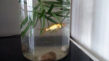 黑魚養在魚缸里面需要什么水草呢（黑魚的飼養方法）