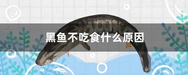 黑魚養在魚缸里面需要什么水草呢（黑魚的飼養方法）