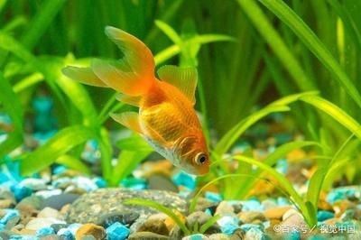 店鋪放魚缸風水講究：店鋪擺放魚缸的風水講究 店鋪放魚缸風水講究：店鋪擺放魚缸的風水講究 魚缸百科 第3張