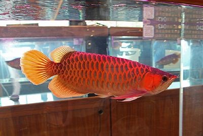 龍魚什么樣子？：關(guān)于龍魚的外形特征和種類特征和種類特征和種類特點(diǎn)