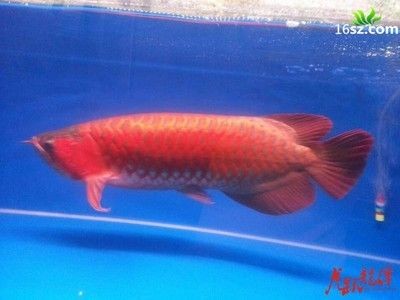 龍魚出生多大可以繁殖了:龍魚出生多大可以繁殖 龍魚百科 第2張 龍魚出生多大可以繁殖了:龍魚出生多大可以繁殖 龍魚出生多大可以繁殖了:龍魚出生多大可以繁殖 龍魚百科 第2張