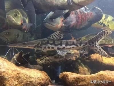 淡水魚魚缸養殖技術培訓視頻淡水魚養殖技術培訓課程：淡水魚養殖技術培訓