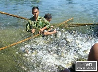 淡水魚魚缸養殖技術培訓視頻淡水魚養殖技術培訓課程：淡水魚養殖技術培訓