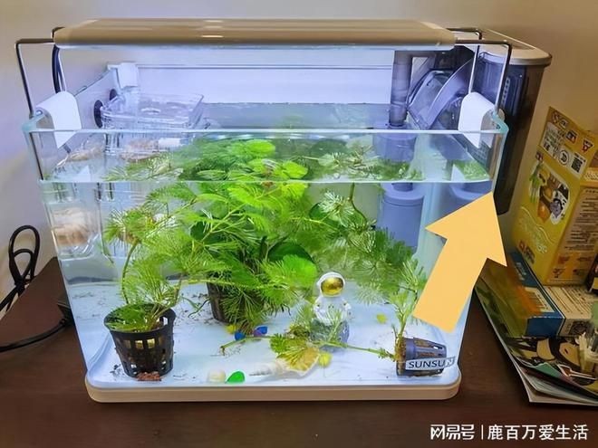 魚缸水渾濁怎么過濾（魚缸水渾濁怎么過濾魚缸內(nèi)的水若長時間受到陽光直射）