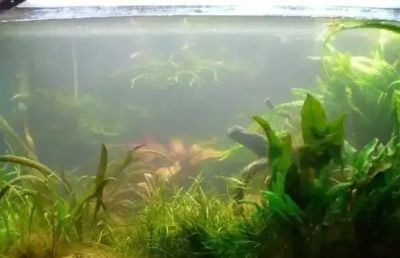 魚缸水渾濁怎么過濾（魚缸水渾濁怎么過濾魚缸內(nèi)的水若長時間受到陽光直射）