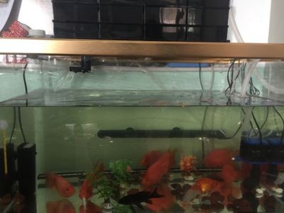 魚缸水渾濁怎么過濾（魚缸水渾濁怎么過濾魚缸內(nèi)的水若長時間受到陽光直射）