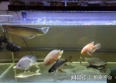 飛鳳魚(yú)的飼養(yǎng)方法：飛鳳魚(yú)換水換水換水是養(yǎng)魚(yú)過(guò)程中不可或缺的一個(gè)誤區(qū)