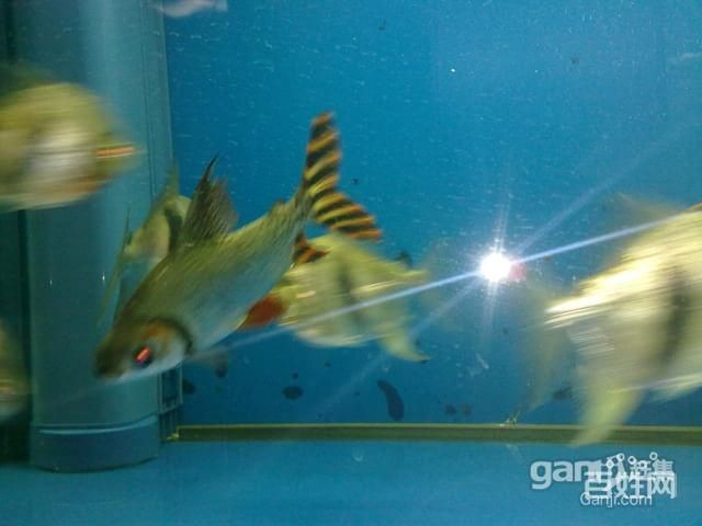 飛鳳魚(yú)的飼養(yǎng)方法：飛鳳魚(yú)換水換水換水是養(yǎng)魚(yú)過(guò)程中不可或缺的一個(gè)誤區(qū)