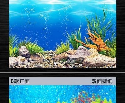 魚缸背景貼紙選擇魚缸背景貼紙時要考慮多個因素：如何選擇適合的魚缸背景貼紙 魚缸背景貼紙選擇魚缸背景貼紙時要考慮多個因素：如何選擇適合的魚缸背景貼紙 魚缸百科 第3張
