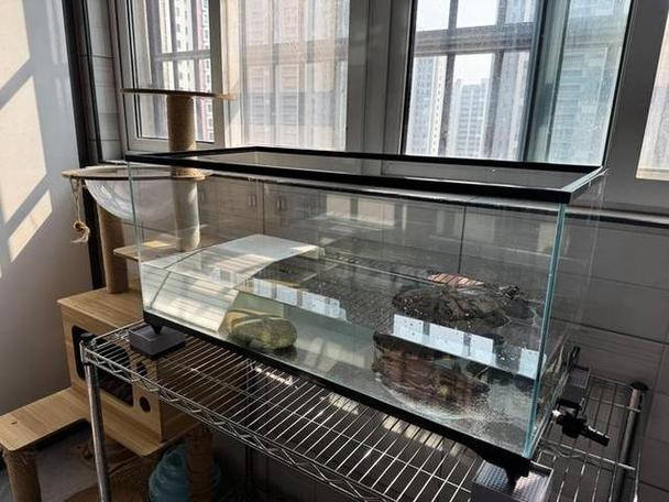 斑點龍魚長大后圖片大全 龍魚百科 第2張 斑點龍魚長大后圖片大全 斑點龍魚長大后圖片大全 龍魚百科 第2張