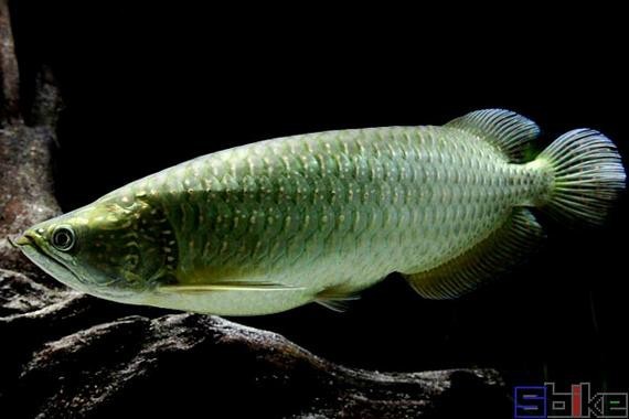 斑點龍魚長大后圖片大全 龍魚百科 第13張 斑點龍魚長大后圖片大全 斑點龍魚長大后圖片大全 龍魚百科 第13張