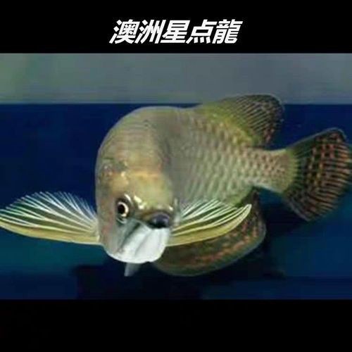 斑點龍魚長大后圖片大全 龍魚百科 第9張 斑點龍魚長大后圖片大全 斑點龍魚長大后圖片大全 龍魚百科 第9張