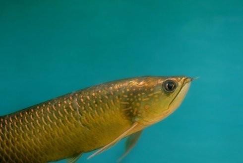 斑點龍魚長大后圖片大全 龍魚百科 第14張 斑點龍魚長大后圖片大全 斑點龍魚長大后圖片大全 龍魚百科 第14張