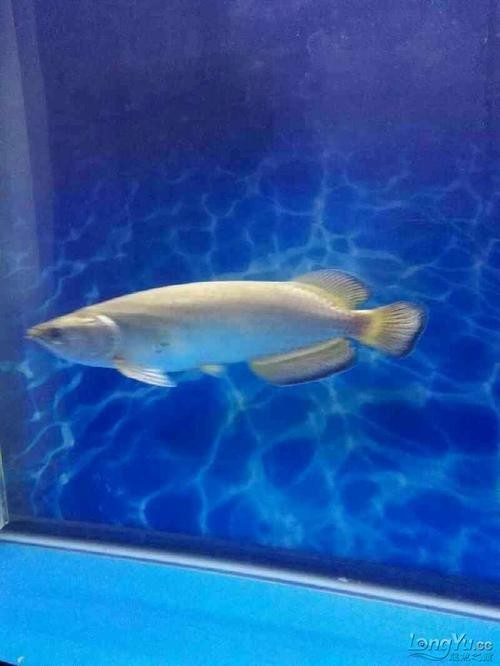斑點龍魚長大后圖片大全 龍魚百科 第16張 斑點龍魚長大后圖片大全 斑點龍魚長大后圖片大全 龍魚百科 第16張