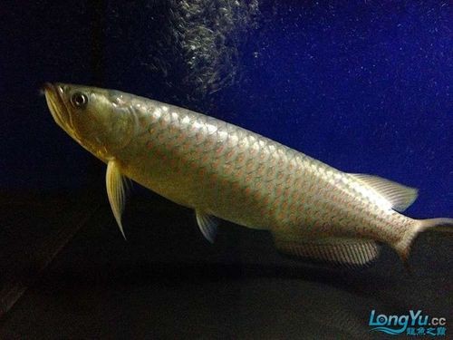 斑點龍魚長大后圖片大全 龍魚百科 第15張 斑點龍魚長大后圖片大全 斑點龍魚長大后圖片大全 龍魚百科 第15張
