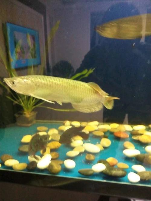 斑點龍魚長大后圖片大全 龍魚百科 第19張 斑點龍魚長大后圖片大全 斑點龍魚長大后圖片大全 龍魚百科 第19張