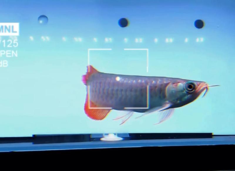 金龍魚切尾怎么辦