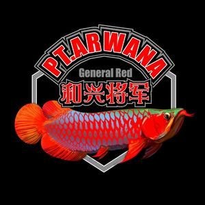 北京和興龍魚都有啥牌子：北京和興龍魚的產品牌定位