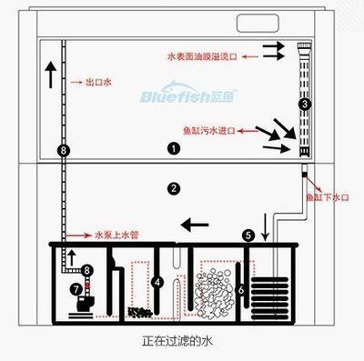 紅龍魚視頻高清動(dòng)態(tài)壁紙下載安裝蘋果（紅龍魚視頻高清動(dòng)態(tài)壁紙下載安裝蘋果版）