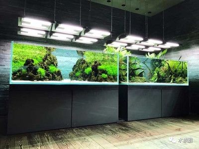 給魚缸造景叫什么職業（探索水族造景的世界大賽水族造景師或生態造景師或生態造景師）