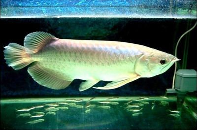 養一條銀龍魚代表什么（銀龍魚在風水學中具有招財、鎮宅、辟邪的作用，壽命長）
