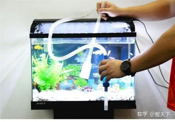 觀景魚缸清理糞便教程：如何清理觀景魚缸糞便