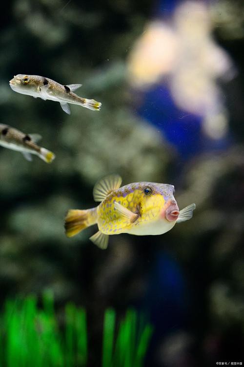 混養魚種中哪種最適合新手