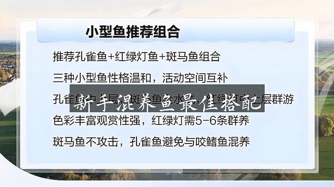 混養魚種中哪種最適合新手