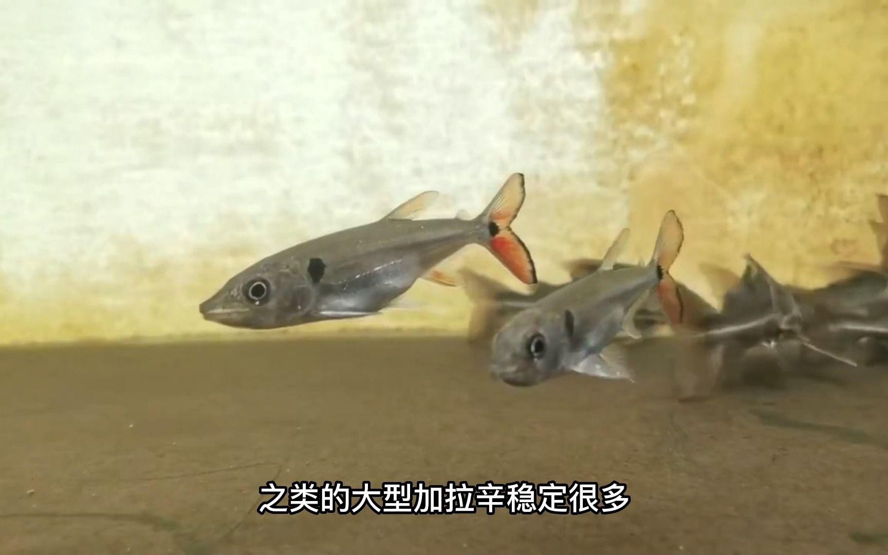 混養魚種中哪種最適合新手