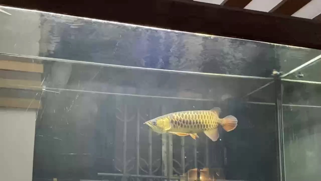 只能在視頻里看到了