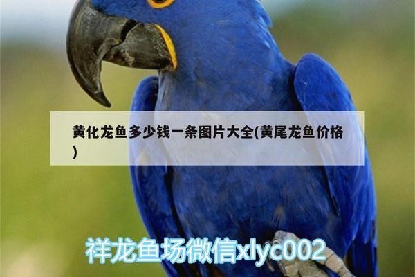<strong><mark>浦江</mark></strong>縣煉楓水族館（<strong><mark>浦江</mark></strong>縣煉楓水族館地址）