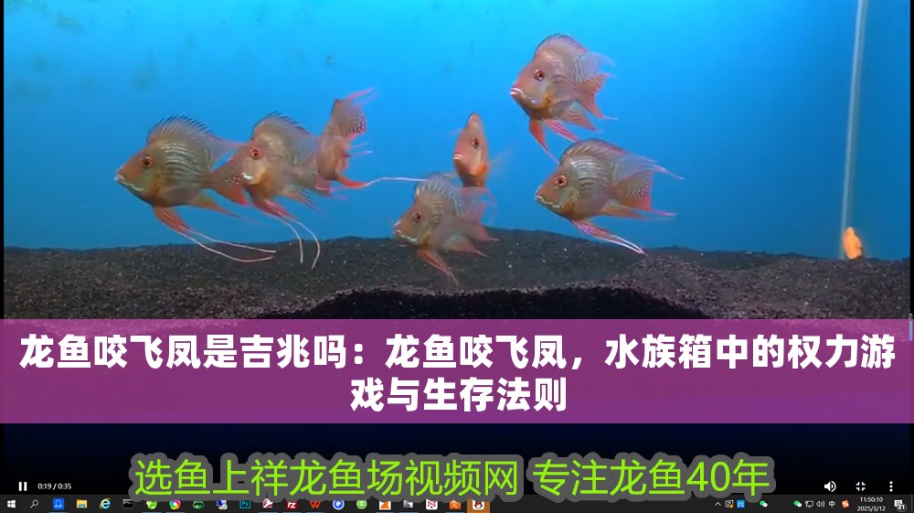 龍魚咬飛鳳是吉兆嗎：龍魚咬飛鳳，水族箱中的權(quán)力游戲與生存法則