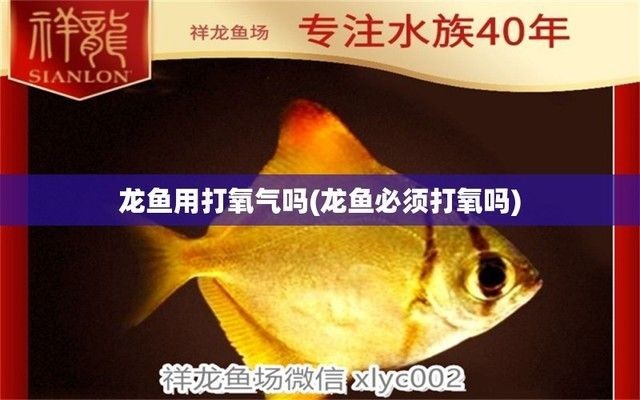 養龍魚需要打氧氣嗎：養龍魚是否需要打氧氣取決于多個因素