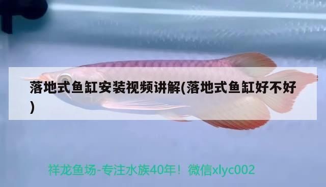 落地魚缸好還是柜式魚缸：落地魚缸與柜式魚缸各有優勢